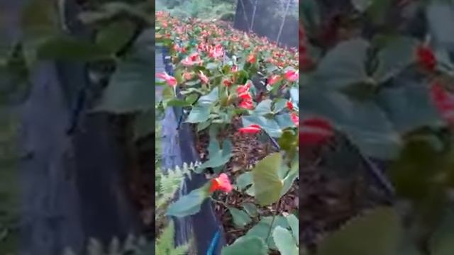MY anthurium flowers garden смотреть онлайн