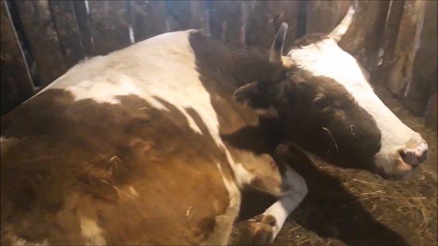 отел коровы симментальской породы. смотреть онлайн