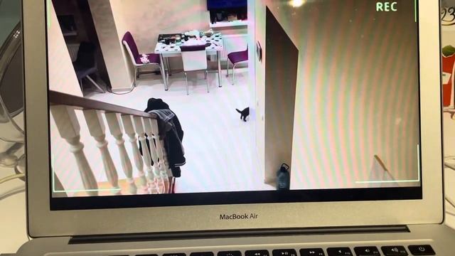 Наблюдаю за котом Мурчиком по камере, и миханизмом закинул мяч смотреть онлайн