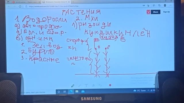 Растения| Водоросли, Мхи, Плауны, Хвощи, Папоротники, Голосеменные, Покрытосеменные смотреть онлайн