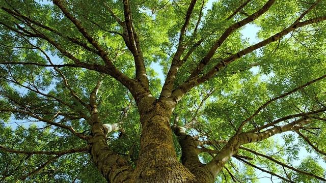 Черные берёзы — тайная история происхождения и самые распространенные мифы смотреть онлайн