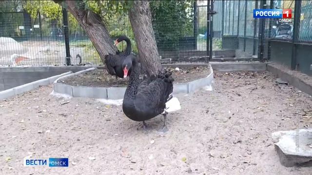 Обитатели Омского экоцентра перепутали сезоны смотреть онлайн