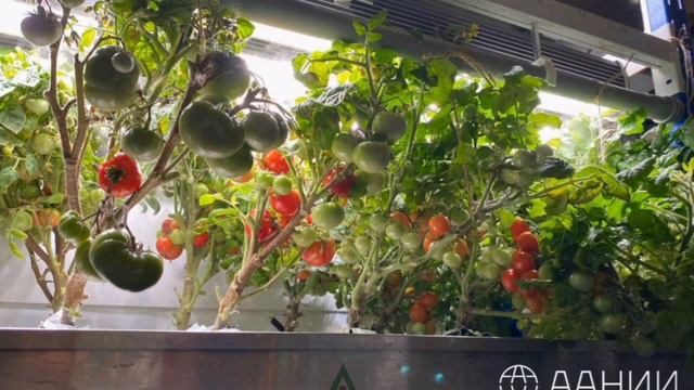 Российские ученые впервые вырастили огурцы на станции Восток в Антарктиде и собрали урожай овощей смотреть онлайн