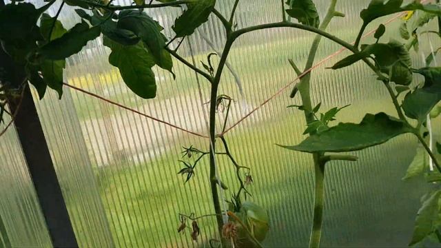 Томат Кенигсберг и Микадо-сибирико 2020 смотреть онлайн