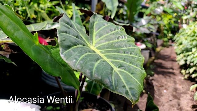 Alocasia Wentii