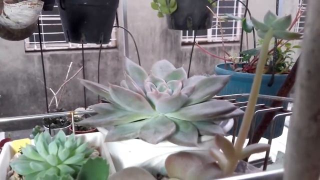 銀后 Echeveria Silver Queen смотреть онлайн