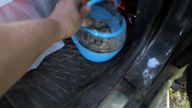 Провожаем в НОВЫЙ дом ЧИХУАХУА Мари Мистик Одри и Филиппа 27/08/2022/ ПЕСЧАНКИ для Снежаны смотреть онлайн