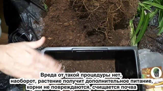 Фикус ДЛЯ ВСЕХ! ТЕНЕВЫНОСЛИВЫЙ Фикус АЛИ. Фикус уход, пересадка. О Фикусе Манго