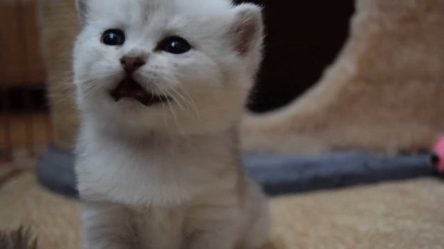 Драгоценные шотландские котята (ns25 и ay25) смотреть онлайн