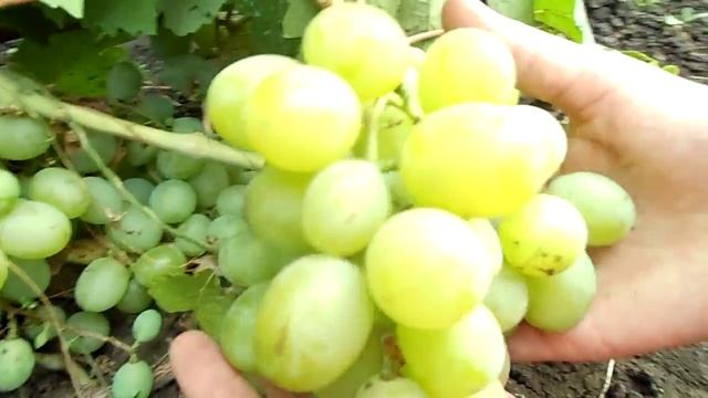 Виноград 2015 Сорт КЕША смотреть онлайн