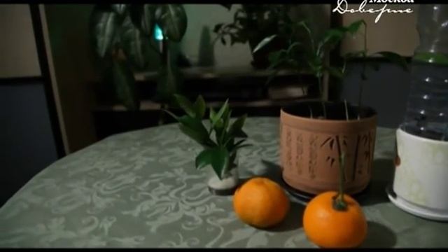 Москва. Доверие. (Прививка мандарина на тонкий сеянец). смотреть онлайн