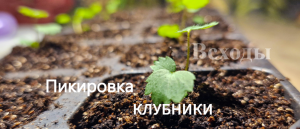 Пикировка клубники в отдельные емкости