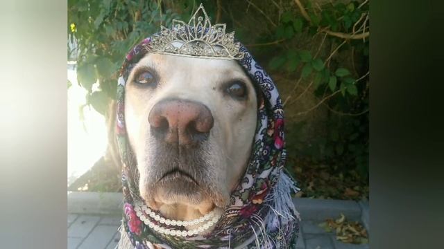 Сказка Сестричка и Серый Волк от Сенди ))) смотреть онлайн