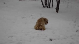 Американский кокер спаниель на прогулке. American cocker on walk.