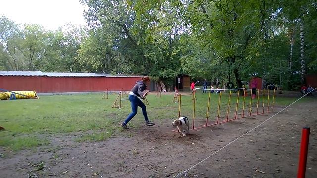 Аджилити-Open в КЦ "Измайлово", 30.08.14, Рекс и Марина смотреть онлайн