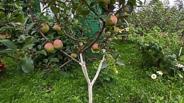 Яблоня Лобо и Орлик. Обзор сортов и плодоношения.