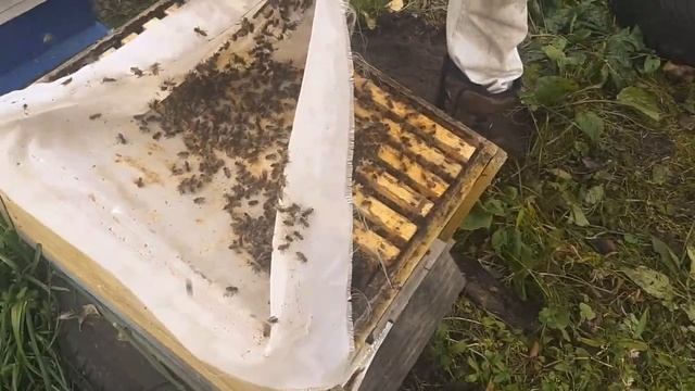 Объединение пчёл в зиму 2022 смотреть онлайн