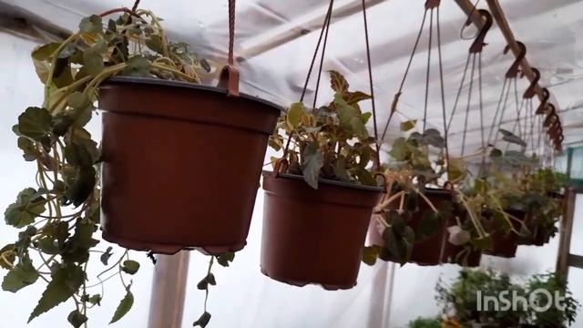 Обзор моих комнатных цветущих после зимовки. Часть 4. смотреть онлайн