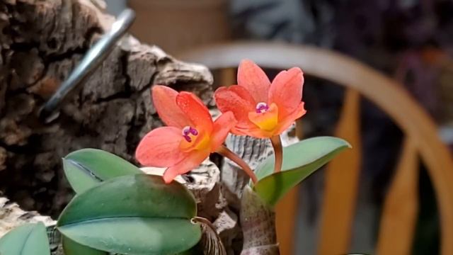 Каттлея сернуа Saphronitis cernua смотреть онлайн