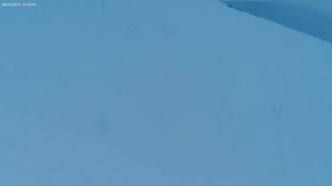 Охота на лису с подхода,с карабином.