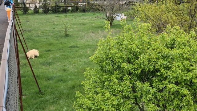 Как же похожи вожак и сын! Тайган Life of lions in Crimea смотреть онлайн