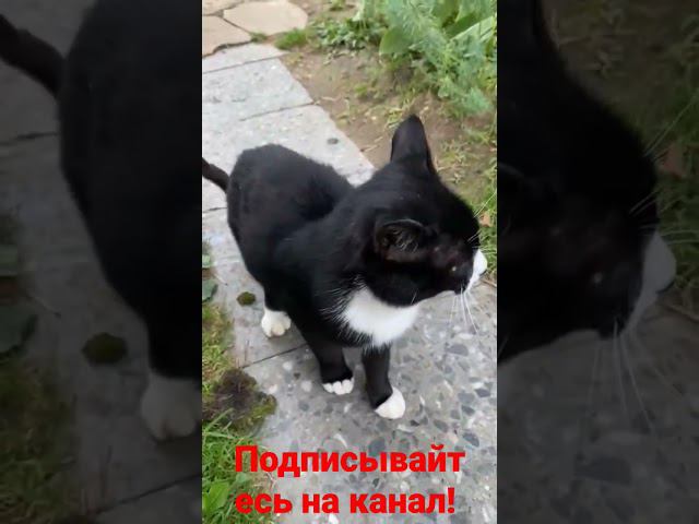 Кот Разговаривает! смотреть онлайн