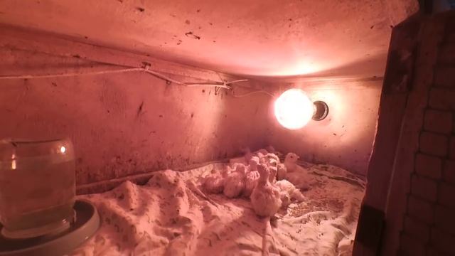 Режим инкубации индюшиного яйца смотреть онлайн