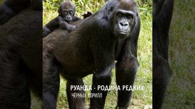 Lamarty - декор РУАНДА. Коллекция декоров ЛДСП САФАРИ смотреть онлайн