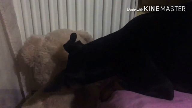 Цвергпинчер Эмми, знакомьтесь смотреть онлайн