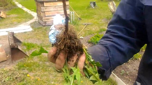 Борьба с одуванчиками. смотреть онлайн