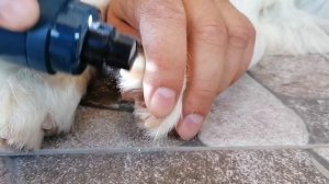 Как постричь ногти у собаки триммером