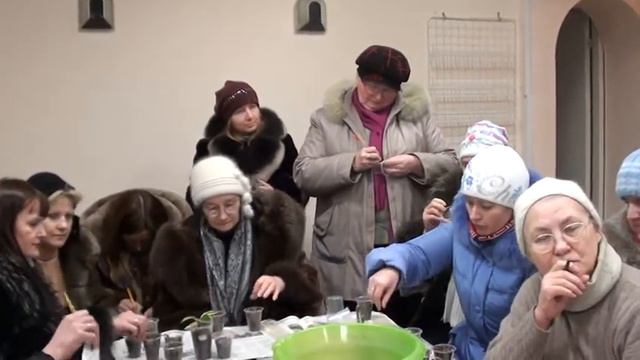 Рассадка сеянцев селекции Кабановой\Трофименко 4.02.2012