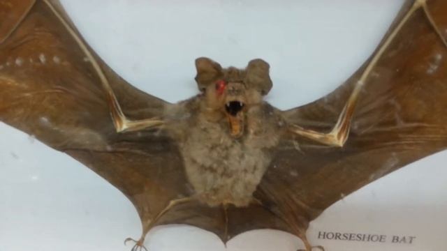 Horseshoe Bat Central Souq Sharjah смотреть онлайн