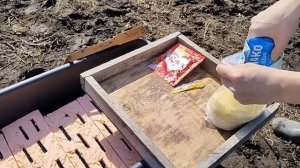 Белковая подкормка пчел весной. В каких случаях есть смысл?