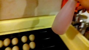 Инкубация Мускусной утки(индоутка) в инкубаторе Золушка