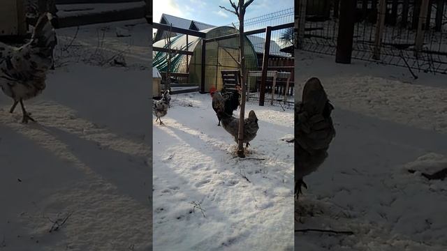 Силверудд Блю, Silverudds bla ,шведские куры, зеленые яйца смотреть онлайн