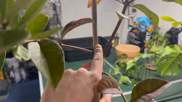 Repotting Houseplants And Cats! 🪴🐈⬛ смотреть онлайн