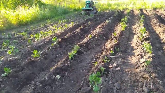 работа окучников впереди мотоблока смотреть онлайн