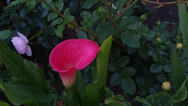 Обзор роз на солнечной клумбе. Roses in my garden смотреть онлайн