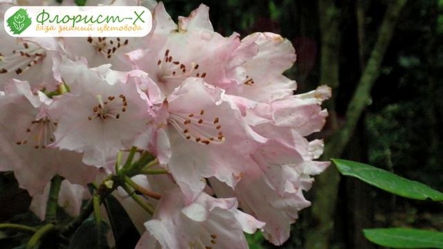 ? Рододендрон в Подмосковье – особенности выращивание, посадки и ухода смотреть онлайн