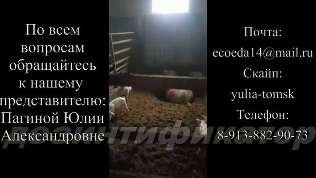 Дезинтификатор г. Томск.Самые живучие не китайские бактерии