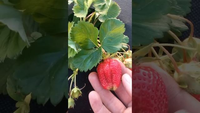 земляника садовая (клубника) сорт азия. смотреть онлайн