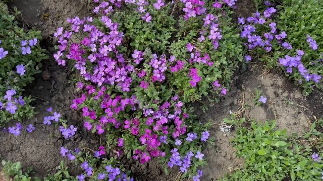 Арабис и обриета в ландшафте моего сада смотреть онлайн