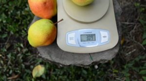 Груша Киргизская Зимняя и Ноябрьская.persikovod.com