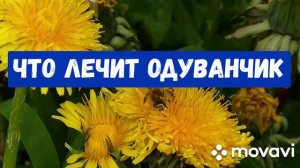 ОДУВАНЧИК. ЛЕЧЕБНЫЕ СВОЙСТВА.