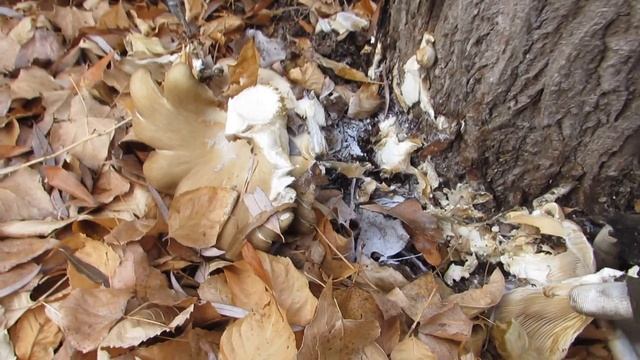 В поисках грибов или вешенка устричная смотреть онлайн