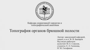 Топография органов брюшной полости