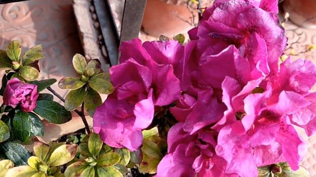 Azaliya flowers, Repotting, Plants and care tips... смотреть онлайн