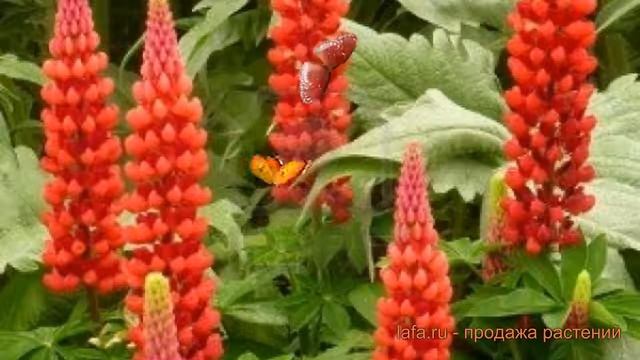 Люпин многолистный Май Кастл (my castle) ? обзор: как сажать, саженцы люпина Май Кастл смотреть онлайн