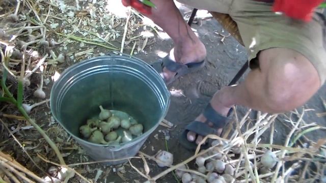 Как и чем быстро и качественно обрезать чеснок.